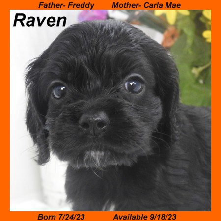 puppy, for, sale, Cocker Spaniel, Joe & Cherri  Overlease, dog, breeder, Miller, MO, dog-breeder, puppy-for-sale, forsale, nearby, find, puppyfind, locator, puppylocator, aca